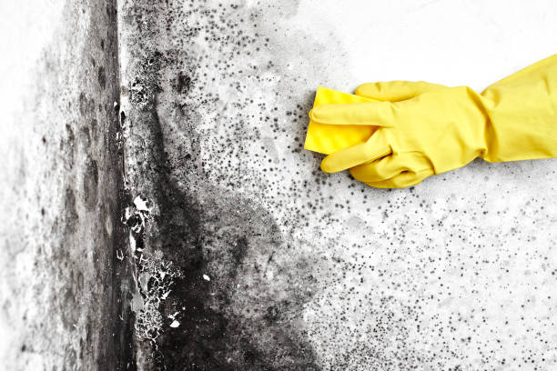 Best Crawl Space Mold Remediation  in Princeton, MN
