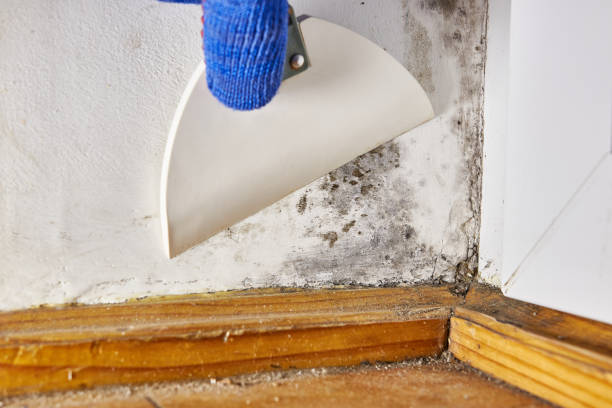 Best Mold Odor Removal Services  in Princeton, MN