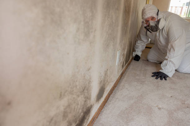 Biohazard Mold Removal in Princeton, MN